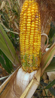 Sprouting hail-damaged corn