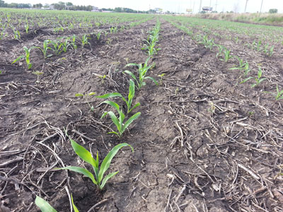 Seedling corn