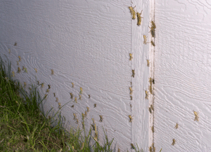 Photo - Grasshoppers on wood trim