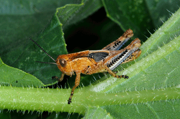 Photo: Differential grasshopper