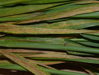 Photo - Septoria leaf blotch in wheat