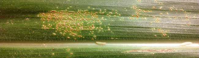 southern rust in corn