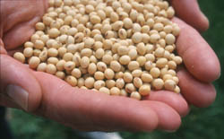 handful of soybeans