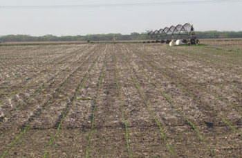 Emerging corn field in Fillmore County, May 1, 2012