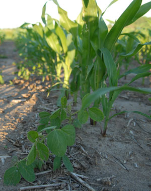 Soybeans in corn
