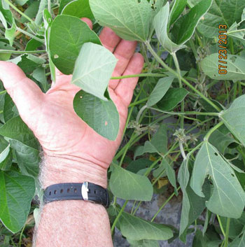 Soybean plant leaf curling