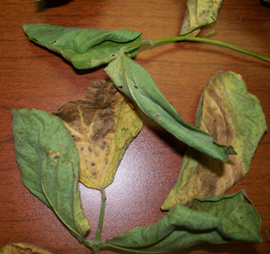 Soybean leaves showing symptoms of Alternaria leaf spot