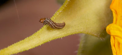 Sunflower head moth larva
