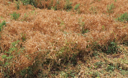 Field of edbile yellow peas ready for harvest.