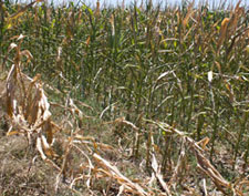 Dryland corn