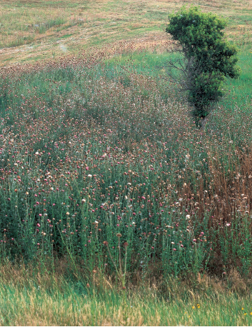 thistle musk drought cropwatch unl weed nebraska thrives march grows thrive noxious classified throughout state