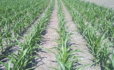 Dry corn field in Richardson County