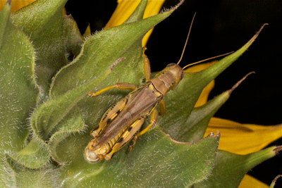 Adult differential grasshopper