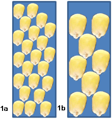 Illustration of comparable corn volume