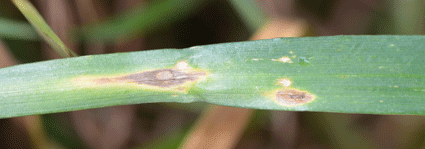 Photo: Fungal leaf spots in wheat