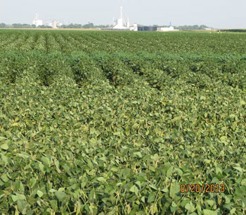 Field showing soybean leaf curling