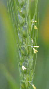 Flowering wheat