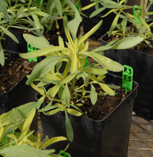 glyphosate-resistant kochia in a greenhouse trial