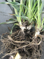 Winter wheat head split open to show growth stage