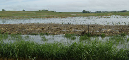 Photo - Flooded Field