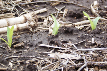 Emerging corn in Clay County