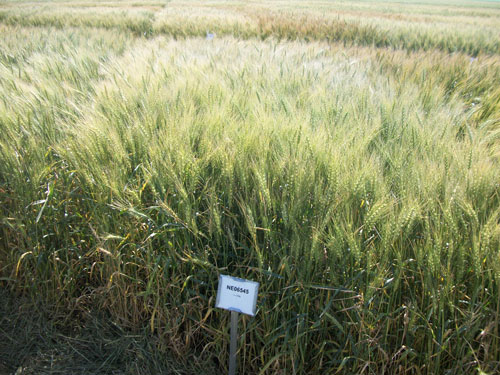 Freeman hard red winter wheat in field trial