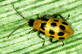 Photo: Southern corn rootworm beetle
