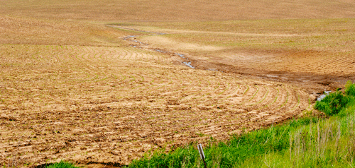 Photo - Young corn field with post-storm erosion