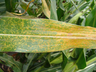 Southern rust