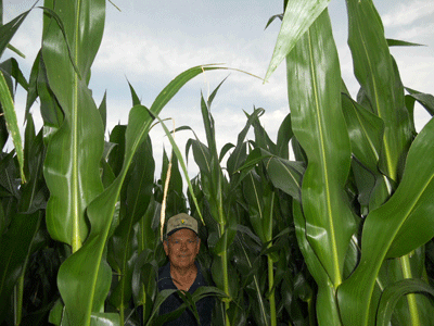 UNL Extension Educator Gary Zoubek in field corn 7/11/2011