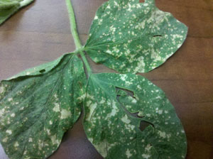 Leaf burn in soybean