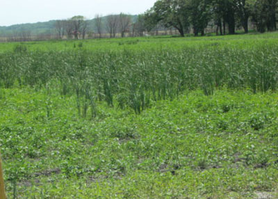 Post-flood cattails in a crop field
