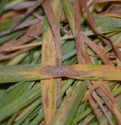 Septoria tritici blotch of wheat