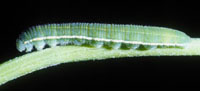Photo: Alfalfa caterpillar