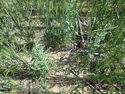 Weeds overcoming dryland wheat in mid June