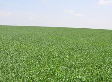 Field of healthy wheat in western Nebraska