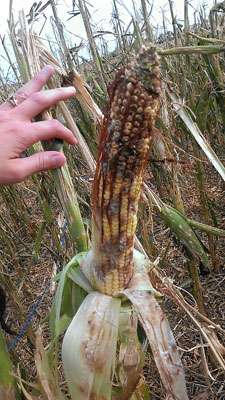 Storm damaged corn