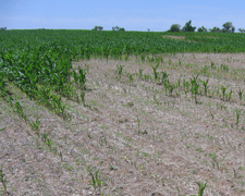 Sting nematode damage in corn