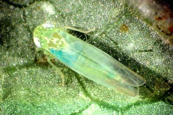 Photo - Potato leafhopper