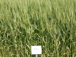 McGill wheat