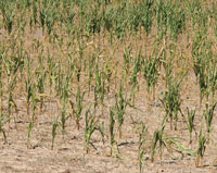 Dryland corn field on Kimball-Banner county line