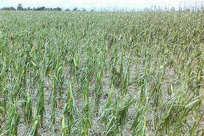 Hail damaged corn