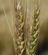 Photo - Wheat disease