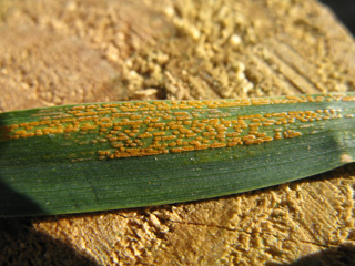 Photo - Stripe rust in wheat
