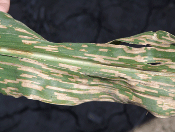 Gray leaf spot of corn