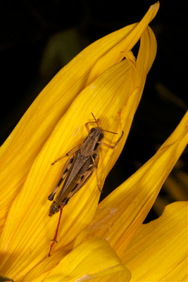 Adult redlegged grasshopper