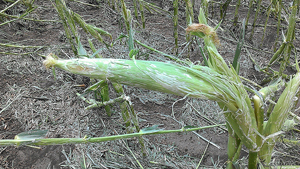 Ear of hail damaged corn