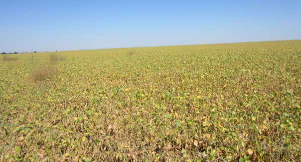 Soybean field with alternaria leaf spot