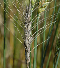 Photo: Wheat Disease