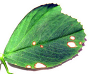 Photo - Alfalfa leafspot